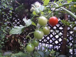 IMG_20160613_183821_R